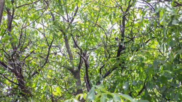 ఈ కొమ్మల మధ్య ఉన్న జంతువులను కనిపెట్టగలరా ..?