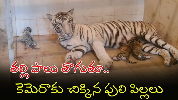 ఏమిటీ వింత? తెల్ల పులికి పుట్టిన పసుపు పిల్లలు..