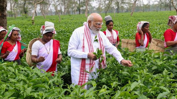 టీ తోటల్లో ప్రధాని మోదీ- అట్నుంచి నరుక్కొస్తున్నారు మరి