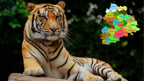 పులుల గర్జనతో గ్రీన్ తెలంగాణ! నల్లమల అడవుల్లో అరుదైన రికార్డ్