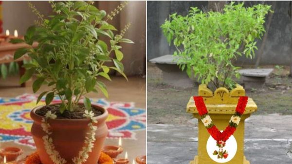 ఓ 5 గురువారాలు తులసికి ఇవి సమర్పించి చూడండి..