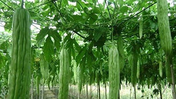 వాస్తు ప్రకారం ఇంట్లో ఈ కూరగాయ మొక్కను పెంచకూడదు.. పరిశీలించుకోండి