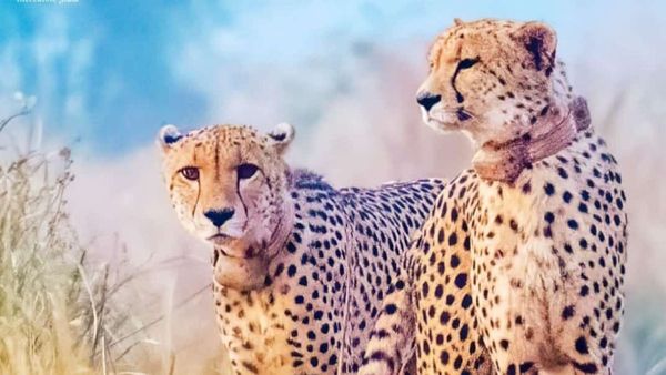 చీతాల రాజ్యంలో సరికొత్త రికార్డు.. స్వేచ్ఛా వనంలోకి మరో రెండు..
