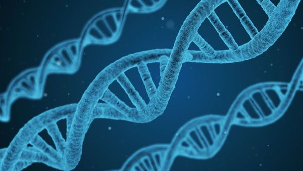 DNA: తల్లి గర్భంలోనే మీ వ్యక్తిత్వం? 'పిండ ప్రోగ్రామింగ్' అంటే ఏంటి?
