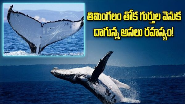మహాసముద్రాలనే ఈదేశి.. 15 వేల కిలోమీటర్లు ప్రయాణం