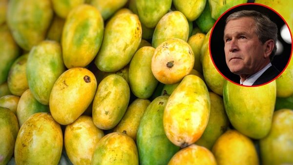 జార్జ్ బుష్‌ను పిచ్చెక్కించిన మన 'ఆల్ఫోన్సో'..మామిడి దౌత్యం అంటే ఇదే!