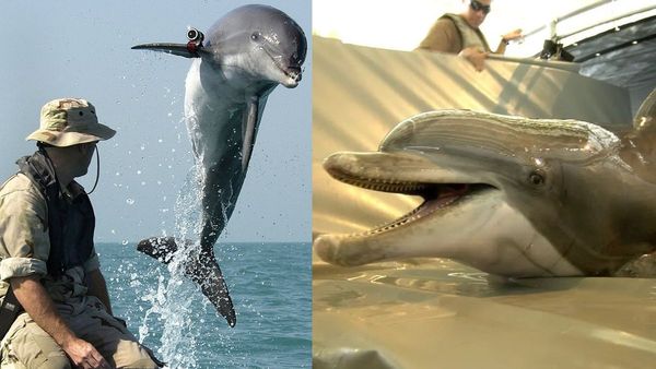 Military Dolphins: ఇరాన్ దగ్గర డాల్ఫిన్ సైన్యం ఉందా?