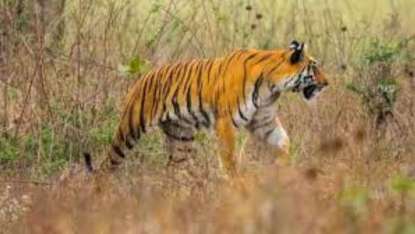 బీడీ ఆకుల సేకరణకు వెళ్ళిన  మహిళలపై పులి దాడి.. నలుగురు మృతి  