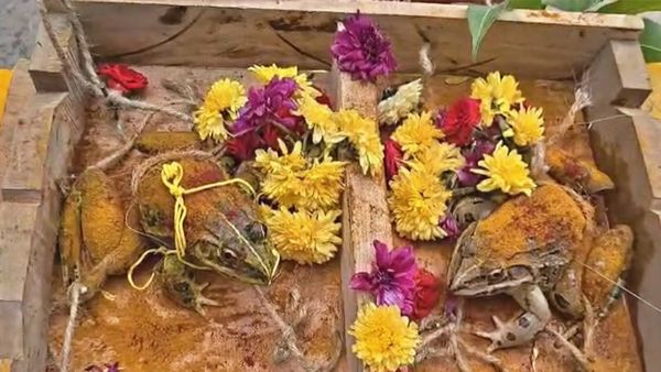 కోనసీమలో ఘనంగా కప్పల పెళ్లి.. బ్యాండ్ మేళంతో వీధుల్లో ఊరేగింపు.. వర్షాలు కురవాలని..
