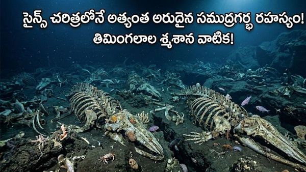 అస్థిపంజరాలు చెప్పిన ఏళ్ల నాటి రహస్యం.. గూస్ బంప్స్ తెప్పించే వింత! 