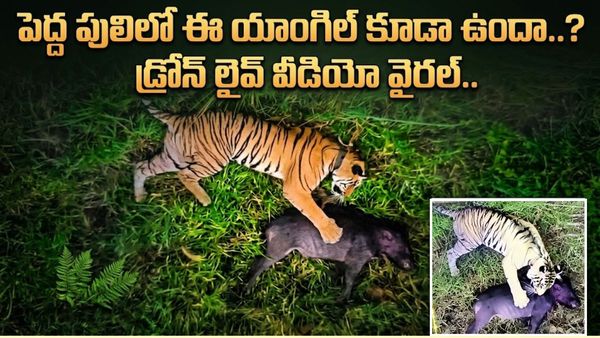 Video: ఆకలి తీరాక ‘పెద్దపులి’ వింత చేష్టలు.. మీరూ చూడండి