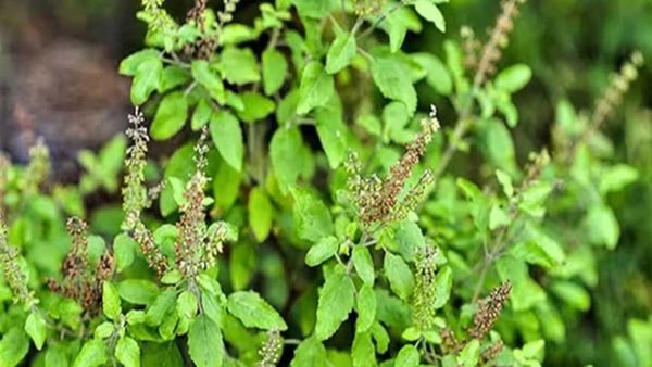 వాస్తు ప్రకారం తులసి వద్ద ఇవి ఉంచొద్దు