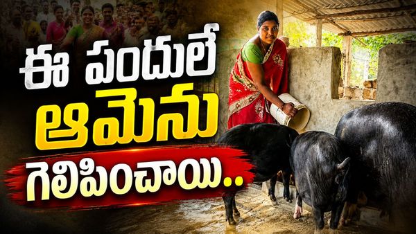 పందుల పెంపకంతో ఏడాదికి 8 లక్షల ఆదాయం.. గిరిజన మహిళ అద్భుత ఘనత!
