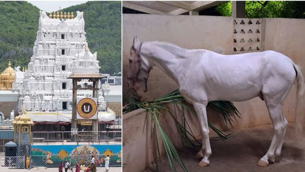 టీటీడీకి తమిళనాడు నుంచి అందిన `శ్వేతాశ్వం`: ప్రధాన ఆకర్షణగా.. !!