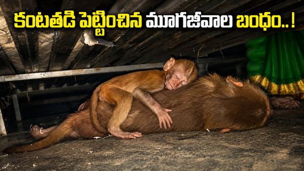 తల్లి శవంపైనే నిద్రపోయిన పిల్ల కోతి! హార్ట్ టచింగ్ వీడియో