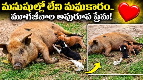 Video: జాతి వైరం మరిచింది.. అనాథ కుక్కపిల్లలకు అమ్మగా మారింది!