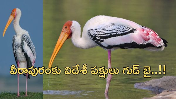 Veerapuram:పుట్టింటికి వచ్చిన ఆడబిడ్డల్లా చూసుకునే గ్రామం..విదేశీ పక్షుల అరుదైన కథ!