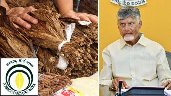 పొగాకు కొనాల్సిందే..! టొబాకో బోర్డు, కంపెనీలకు సీఎం వార్నింగ్