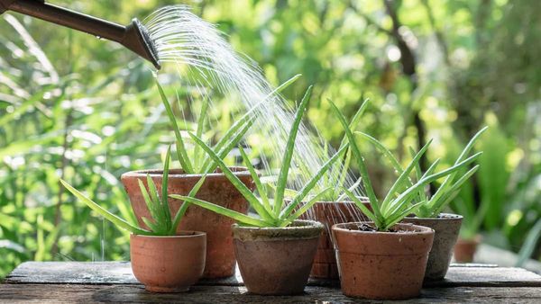vastu tips: వాస్తు ప్రకారం అలోవేరా మొక్కను ఇంట్లో పెంచాలా?