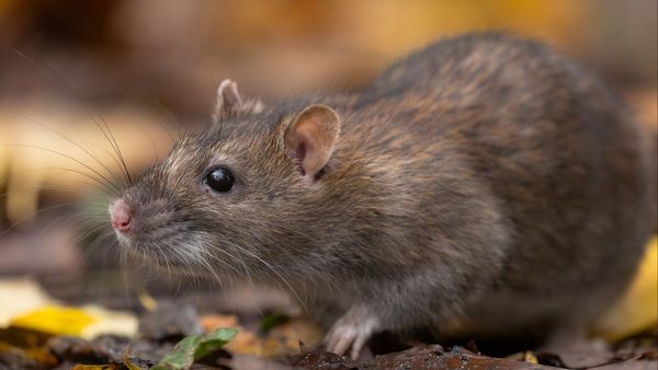 ఒక్క ఎలుక కోసం 10 ఏళ్ల సుదీర్ఘ వేట! ఊపిరి పీల్చుకున్న ద్వీపం