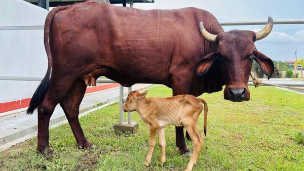 IVF: ప్రపంచ చరిత్రలో సువర్ణాధ్యాయం.. దేశీయ గోవుకు తొలి ఆడ దూడ జననం
