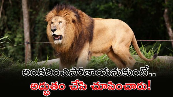 దశాబ్ద కాలంలోనే బిగ్ జంప్! దేశంలో సింహల గర్జన అదుర్స్