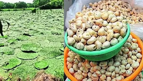 రైతుల ఇంట కాసుల పంట పండించే ఆ పంటపై తెలంగాణా ఆసక్తి!