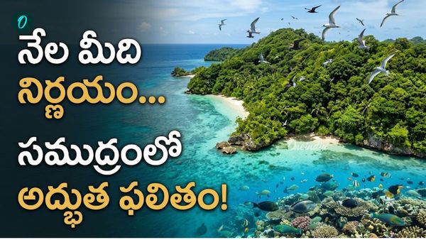 ఎలుకలను ఏరేస్తే... సముద్రంలో 183% పెరిగిన చేపలు!