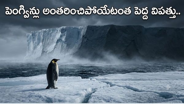 మంచు ఖండంలో మరణమృదంగం.. దక్షిణ ధ్రువంలో ఊహించని విపత్తు..
