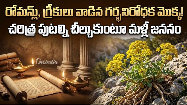 2000 ఏళ్ల తర్వాత ప్రత్యక్షమైన 'అద్భుత మూలిక'.. బంగారంతో సమానమైన విలువ!