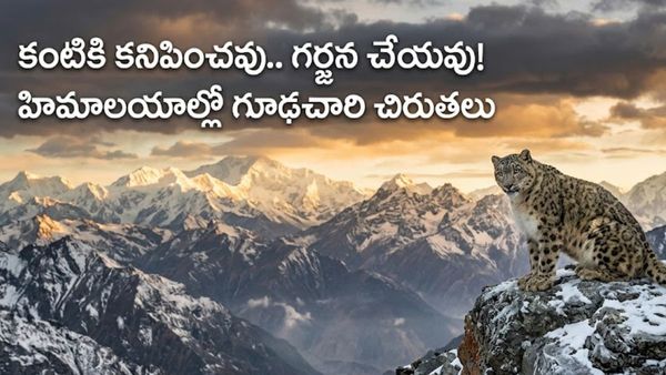 చైనాను ఆక్రమించిన మన చిరుతలు.. ఎవరికీ దొరక్కుండా 3 దేశాల్లో విహారం..