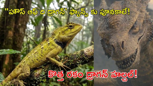 Syrax 'డ్రాగన్' నిజ రూపం: థాయ్‌లాండ్‌లో సరికొత్త ప్రాణి గుర్తింపు!