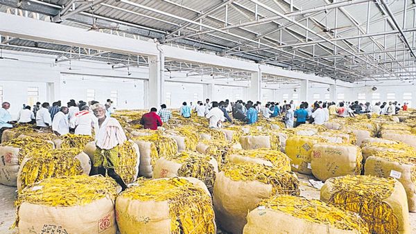 పొగాకు రైతులకు కేంద్రం, ఏపీ ప్రభుత్వం గుడ్ న్యూస్ - భారీ ప్యాకేజీ..!!