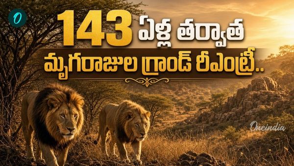 సింహాలొచ్చేశాయ్! 143 ఏళ్ల తర్వాత అడవిలోకి పూర్వ ఆగమనం..
