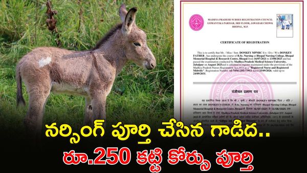 గాడిదకు నర్సింగ్ సర్టిఫికెట్.. వైద్య విద్యలో సంచలనం
