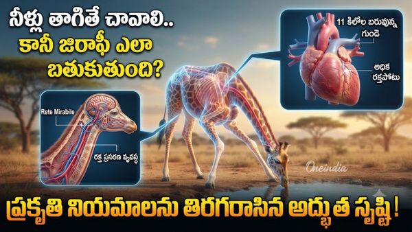 నీళ్లు తాగితే బ్రెయిన్ స్ట్రోక్! నిమిషం కంటే తక్కువ నిద్ర.. జిరాఫీ ఒంట్లో ఇన్ని రహస్యాలా!