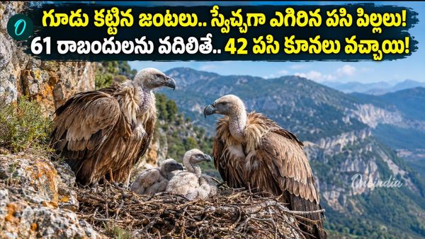రాబందుల రీఎంట్రీ, 60 ఏళ్ల తర్వాత సాకారమైన కల!