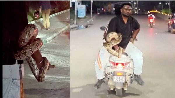 హైదరాబాద్ దుర్గం చెరువు వద్ద మైండ్ బ్లాక్ చేసే సీన్.. భారీ కొండచిలువ