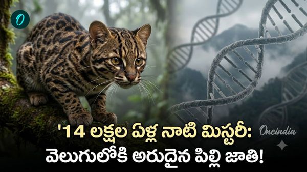 100 ఏళ్ల తర్వాత వెలుగులోకి సరికొత్త చిరుత పిల్లి! డీఎన్‌ఏ టెస్టులో తేలిన నిజం
