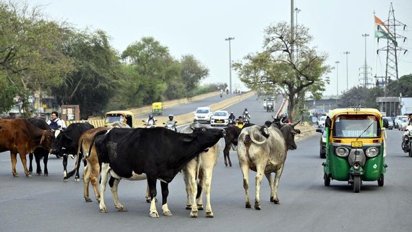 నేషనల్ హైవేస్ పై పశువులతో ప్రమాదాలు.. NHAI సూపర్ నిర్ణయం!