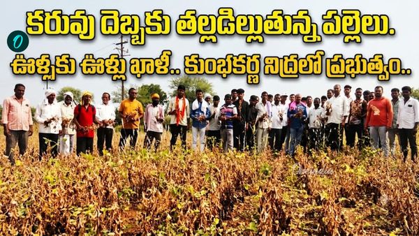 1972 నాటి కరువు దాపురించింది.. పంట ఎండిపోయింది. 