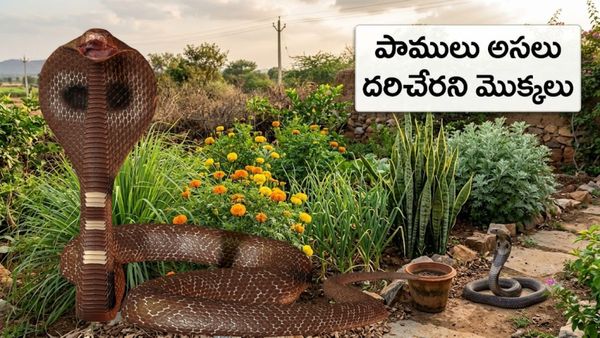 పాములను వణికించే 5 మొక్కలు.. ఆ సైంటిఫిక్ రహస్యం ఏంటి?