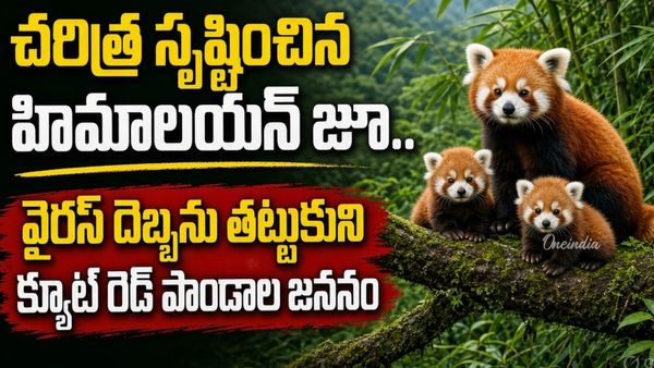 Red Panda:ఒకేసారి 5 బుజ్జి పాండాల సందడి! 28 ఏళ్ల చరిత్రలో తొలిసారి..