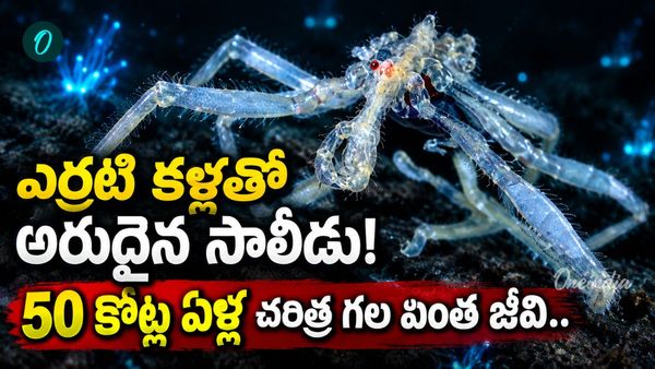 Sea Spider: శతాబ్దం తర్వాత కనిపించిన సరికొత్త సాలీడు జాతి!