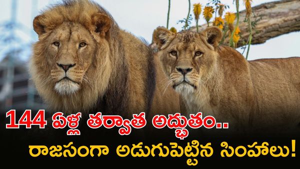ఈ అడవే మన సింహాలకు కొత్త ఇల్లు.. నయా సామ్రాజ్యం ఎక్కడంటే?