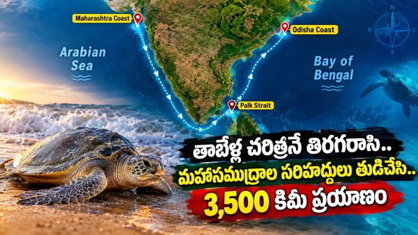 ప్రకృతి సూత్రాలకే సవాల్ విసిరిన తాబేలు! బంగాళాఖాతం నుంచి అరేబియా కడలికి..