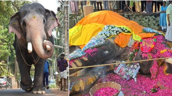 పిడుగుపాటుకు నేలకొరిగిన కేరళ ప్రసిద్ధ గజరాజు 'పల్లాట్ బ్రహ్మదత్తన్'