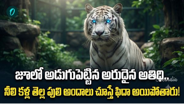 దైవ భూమిలోకి తొలిసారి నీలి కళ్ల తెల్ల పులి ఎంట్రీ! 556 కిలోమీటర్లు ప్రయాణం