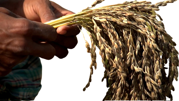 తెలంగాణ: నియంత్రిత సాగుపై రైతులు ఏమంటున్నారు