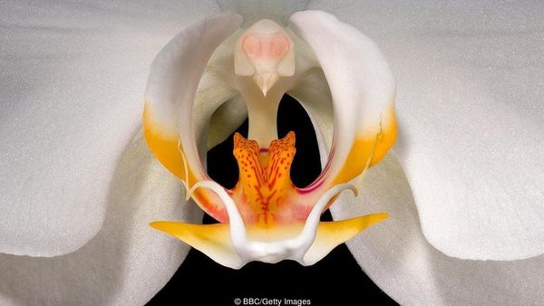 ‘సన్నజాజి మొగ్గ లాంటి పిల్ల.. పెళ్లయ్యింది, ఫస్ట్ నైట్.. అతను కొంచం రఫ్‌గా..